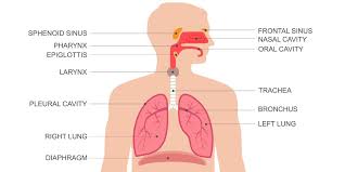 Organ Pernapasan Manusia Ini Jenis Dan Sistem Kerjanya