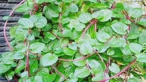 Cara mengolah daun kelor untuk. 8 Manfaat Daun Binahong Sebagai Obat Herbal Yang Belum Banyak Diketahui