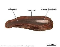 Image result for Tabernaemontana ventricosa