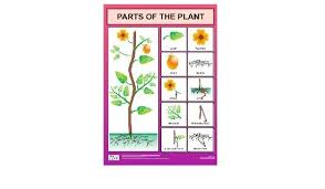 Buy Parts Of The Plant Chart For Kids Book Online At Low