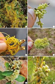 Image result for Cuscuta australis