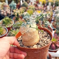 Image result for Kedrostis africana