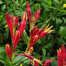 Image result for Spigelia