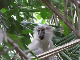 Image result for Mildbraedia carpinifolia