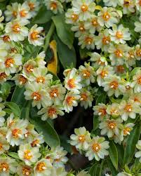 Image result for Pereskia aculeata