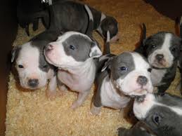 We have good selection of american pitbull puppies for sale at very affordable prices. Just 4 Puppies Left American Staffordshire Terrier Puppies For Sale 20 Bull Terrier Puppy American Staffordshire Terrier Puppies American Pitbull Terrier