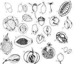 Image result for Peponium