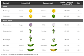 Pea Traits Studied By Mendel Science Learning Hub