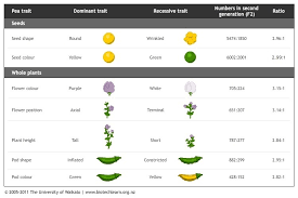 pea traits studied by mendel science learning hub