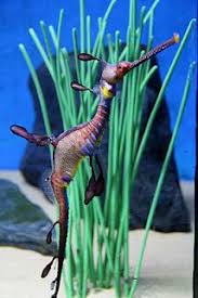 Exercise professional judgement in resolving engineering issues, i.e. Aquarium In Langkawi Malaysia Tiere Welt