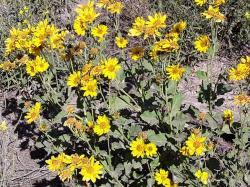 Image result for Verbesina encelioides