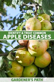 Before trying to treat apple trees of diseases, it's essential to figure. How To Identify And Treat Common Apple Diseases Gardener S Path