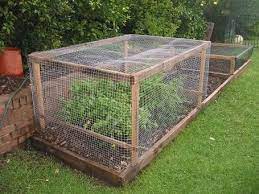Need To Squirrel Proof The Veggies Vegetable Garden Small Vegetable Gardens Raised Bed Herb Garden