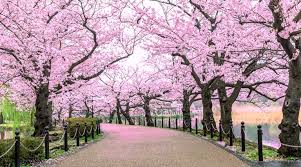 Japan's famous cherry blossoms have reached full bloom earlier this year than at any time since formal records began. 2 Teas Celebrate The Cherry Blossoms Of Spring World Tea News