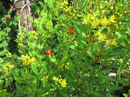 Image result for Gethyllis transkarooica