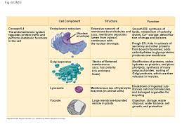 Check spelling or type a new query. Chapter 6 A Tour Of The Cell Cells Rely On The Integration Of Structures And Organelles In Order To Function For Example A Macrophage S Ability To Destroy Ppt Download