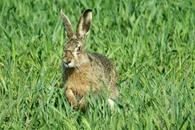 >> on n'attrape pas de lièvre avec un tambour. Comment Reconnaitre Un Lievre D Un Lapin