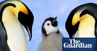 The king penguin gets its name because it is the 2nd largest species (preceded only by the emperor penguin). Emperor Penguins At Risk Of Extinction Scientists Warn Wildlife The Guardian