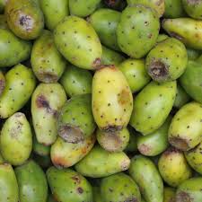 It is 1' to 2' long and can weigh as much as 75 pounds. How To Harvest Eat Prickly Pear Cactus Fruit