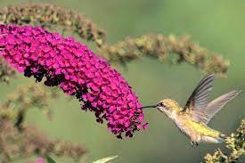 To select good hummingbird flowers, color is paramount, but you'll want to consider flower form, too. 10 Best Flowers For Attracting Hummingbirds