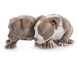 Pricing is on the breeding page under each breeding. The Truth About The American Bully K9 Web