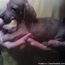 Check spelling or type a new query. Mini Dachshund Puppies Price 100 00 For Sale In Tulsa Oklahoma Best Pets Online