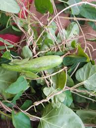 Image result for Marsdenia sylvestris