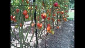Maybe you would like to learn more about one of these? 2014 Roma Tomato Harvest Youtube