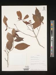 Image result for Rinorea ferruginea