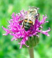 Image result for Vernonia galpinii