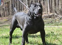 Looking for presa canario puppies for sale in usa? Presa Canario Puppies For Sale In Georgia D G Kennels Mastiff Puppies Bull Mastiff Puppies Puppies
