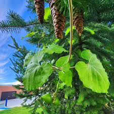 Image result for Monadenium laeve