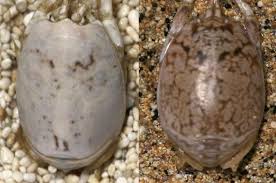 Mobility fleas are harder to find because they move so well through the hair. Sand Fleas Have Ability To Change Color In Order To Match Dramatically Different Backgrounds