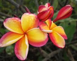The Plumeria Intense Rainbow Plumeria Frangipani Flowers