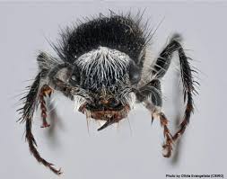 Often to attract their prey; Play The Mimicry Game With Australia S Velvet Ants Atlas Of Living Australia