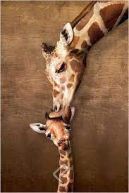 A Giraffe Mother S Kiss Wildlife Poster 24x36 Giraffe Giraffe Art Baby Giraffe