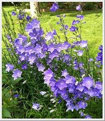 Campanula Persicifolia Blue Flower Garden Plans Flowers Perennials Cottage Garden Plants