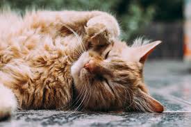 We offer routine care such as. The Pet Advocate