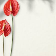 Download Premium Psd Of Flamingo Flower On A White Background Design Background Design Flamingo Flower Anthurium Flower