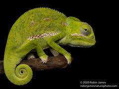 Image result for Platycoryne buchananiana