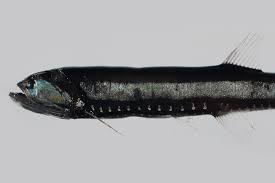 Image result for Aptosimum elongatum