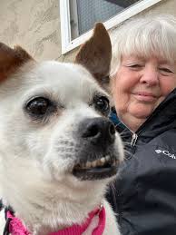 Volunteering at a dog sanctuary