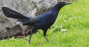 Check spelling or type a new query. Great Tailed Grackle Identification All About Birds Cornell Lab Of Ornithology