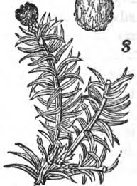 Image result for Oldfieldia macrocarpa