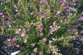 Boronia Crenlulata Google Search Plants Front Garden Garden