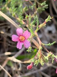 Image result for Jamesbrittenia integerrima