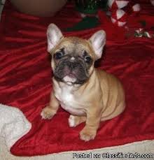 We are proud to offer reasonable pricing for even the highest quality pups with akc registration! French Bulldogs For Sale In Iowa Petfinder