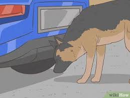 Can Dogs Smell A Dab Pen? - Wag!