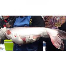 All our images are transparent and free for personal use. Infomina 7 Manfaat Ikan Patin Bisa Bikin Tubuh Sehat Hingga Optimalkan Pertumbuhan Bayi