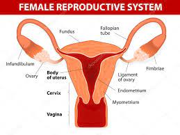 5 181 Female Reproductive System Vector Images Female Reproductive System Illustrations Depositphotos